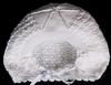 WHITE COTTON HAT, BACK SHOWN.   